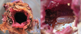 Illustration for article titled Turkish bees make beautiful nests out of flower petals